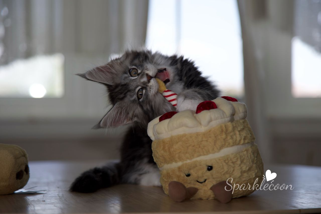 Lumi - Black Silver Classic Tabby with White - litter truffle 2025 07 03 second born 22 — Maine Coon