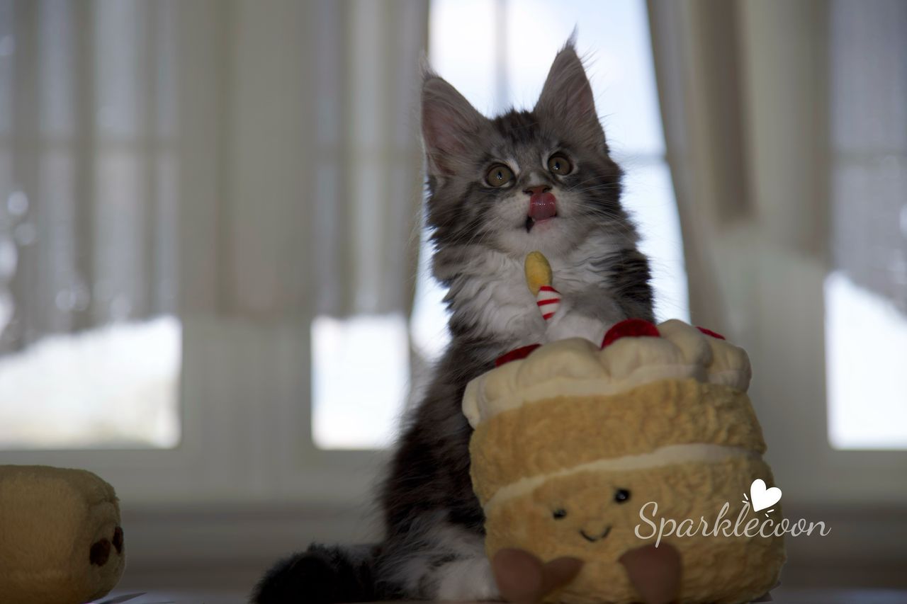 Lumi - Black Silver Classic Tabby with White - litter truffle 2025 07 03 second born 23 — Maine Coon