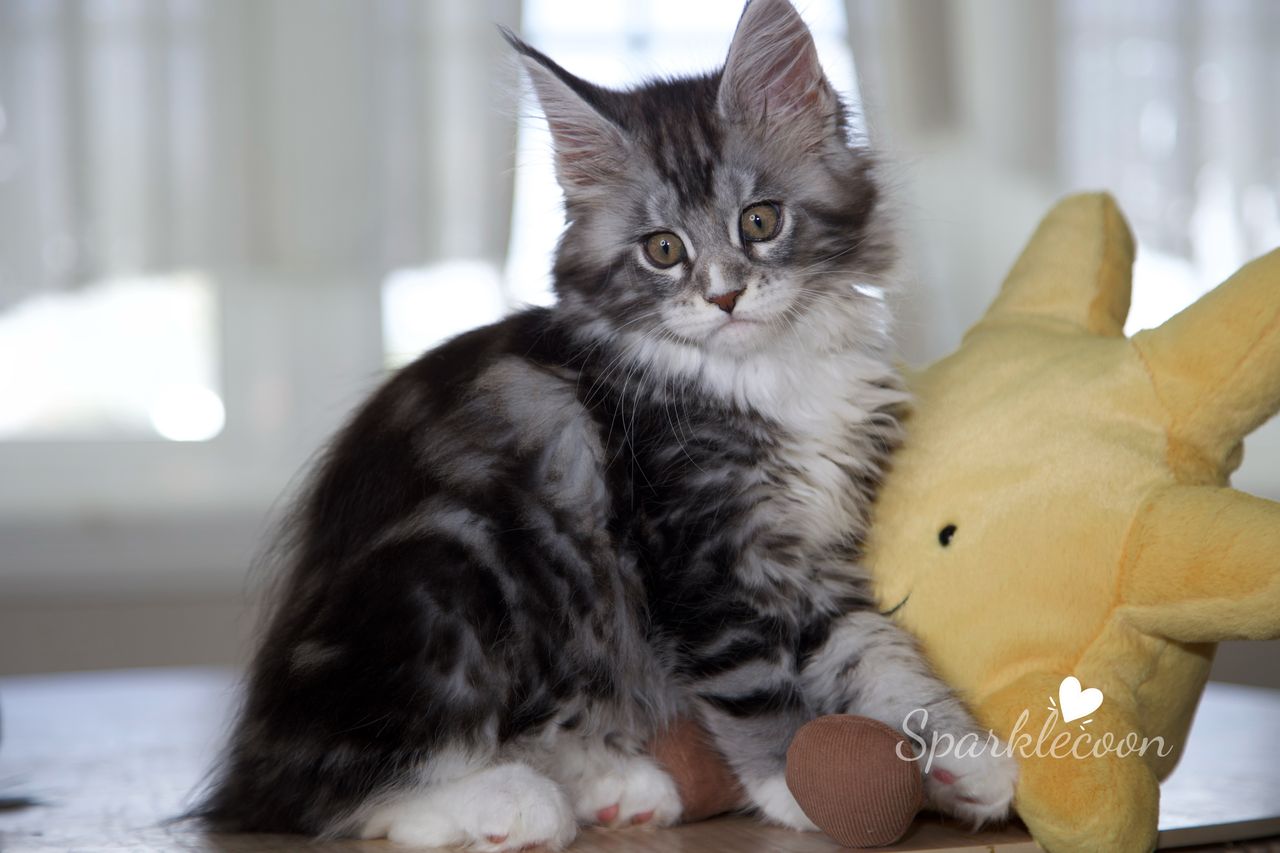 Lumi - Black Silver Classic Tabby with White - litter truffle 2025 07 03 second born 24 — Maine Coon