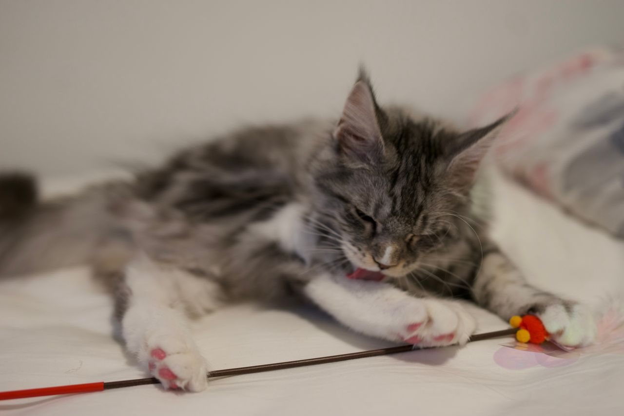 Lumi - Black Silver Classic Tabby with White - litter truffle 2025 07 03 second born 25 — Maine Coon