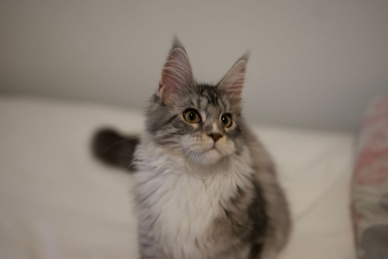 Lumi - Black Silver Classic Tabby with White - litter truffle 2025 07 03 second born 26 — Maine Coon