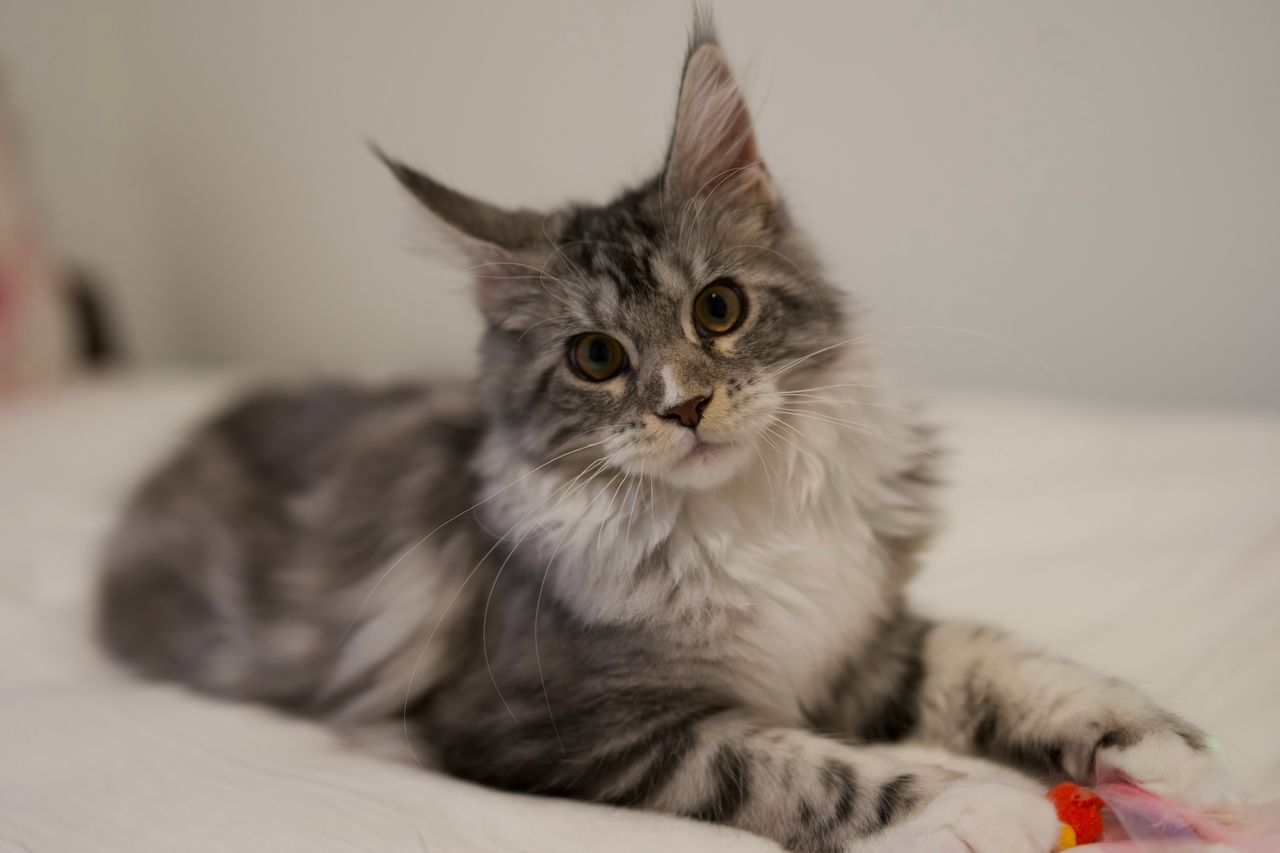 Lumi - Black Silver Classic Tabby with White - litter truffle 2025 07 03 second born 27 — Maine Coon