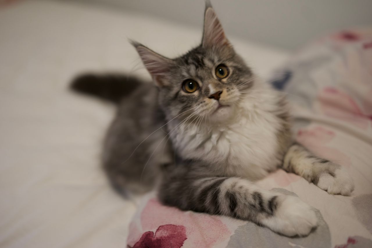 Lumi - Black Silver Classic Tabby with White - litter truffle 2025 07 03 second born 28 — Maine Coon