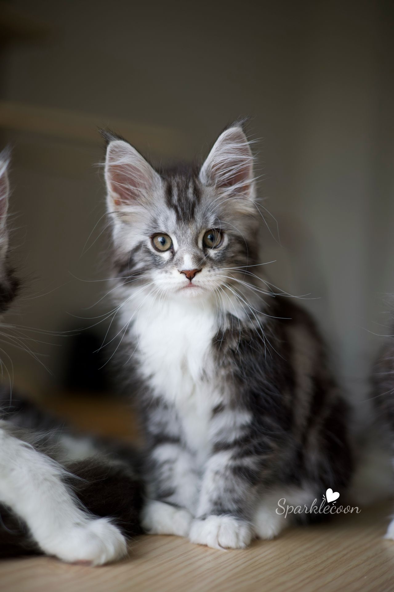 Lumi - Black Silver Classic Tabby with White - litter truffle 2025 07 03 second born 3 — Maine Coon