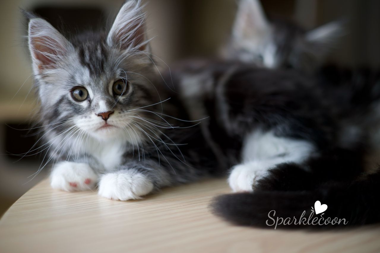Lumi - Black Silver Classic Tabby with White - litter truffle 2025 07 03 second born 4 — Maine Coon