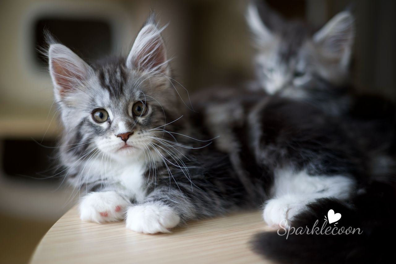 Lumi - Black Silver Classic Tabby with White - litter truffle 2025 07 03 second born 5 — Maine Coon