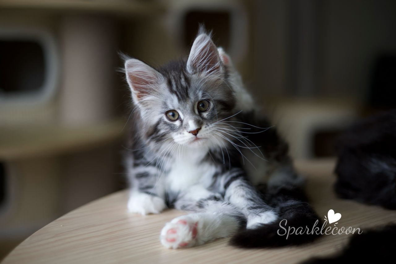 Lumi - Black Silver Classic Tabby with White - litter truffle 2025 07 03 second born 7 — Maine Coon