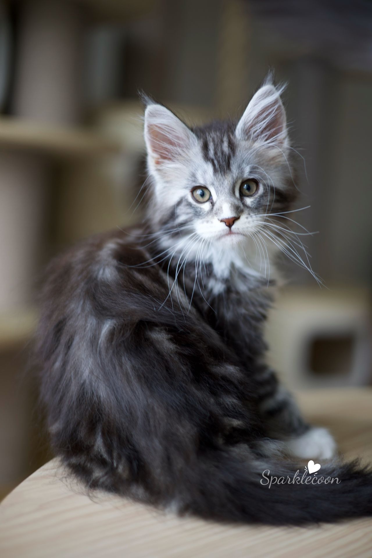 Lumi - Black Silver Classic Tabby with White - litter truffle 2025 07 03 second born 8 — Maine Coon