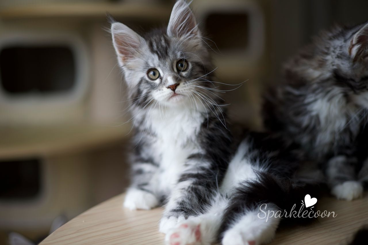 Lumi - Black Silver Classic Tabby with White - litter truffle 2025 07 03 second born cover image — Maine Coon