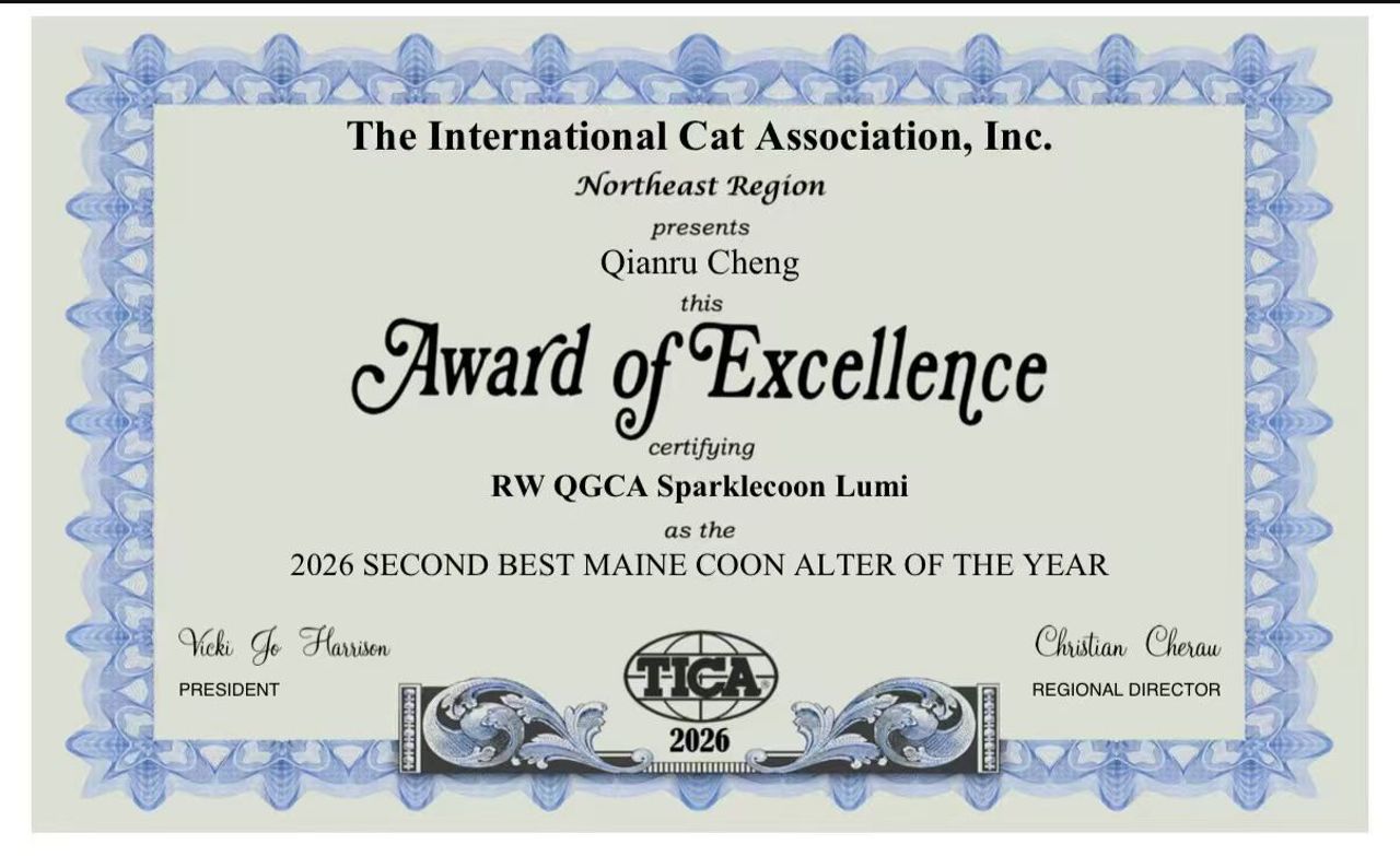 Lumi - Black Silver Classic Tabby with White - lumi second best mc — Maine Coon