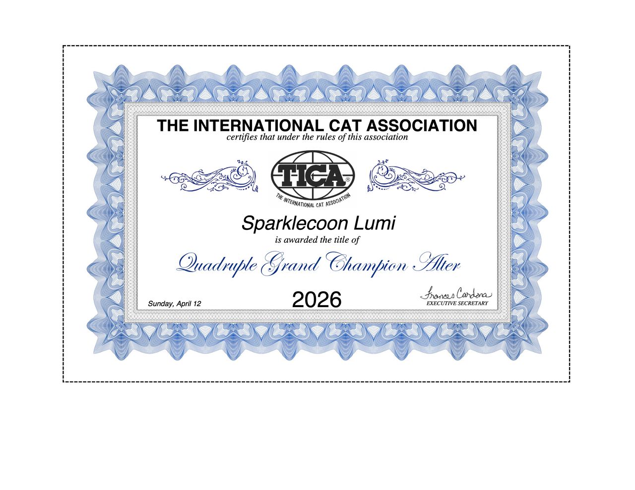 Lumi - Black Silver Classic Tabby with White - sparklecoon lumi qgca — Maine Coon