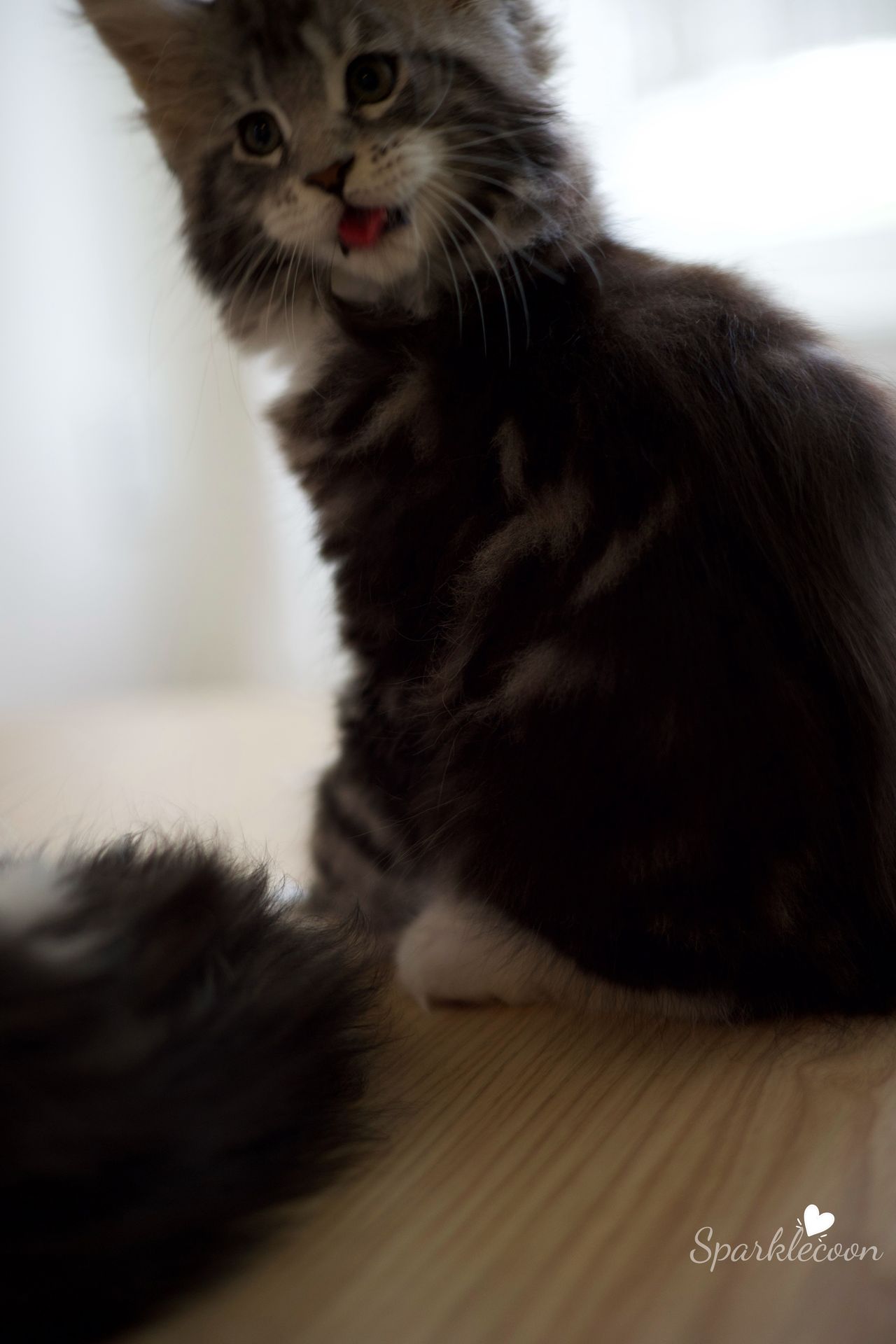 Mondale - Black Silver Classic Tabby with White - litter truffle 2025 07 03 sixth born 1 — Maine Coon