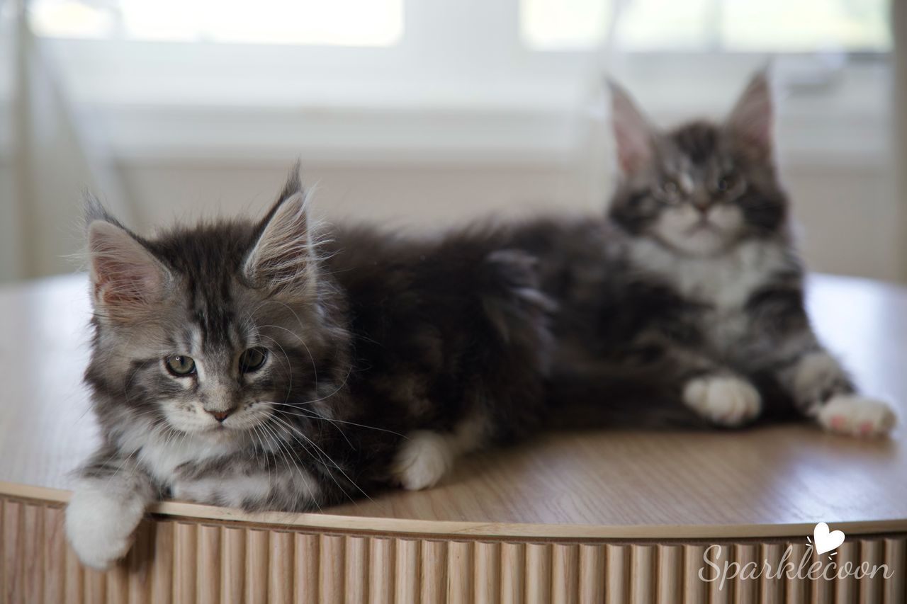 Mondale - Black Silver Classic Tabby with White - litter truffle 2025 07 03 sixth born 10 — Maine Coon