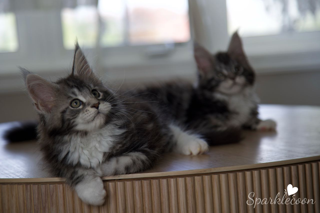 Mondale - Black Silver Classic Tabby with White - litter truffle 2025 07 03 sixth born 11 — Maine Coon