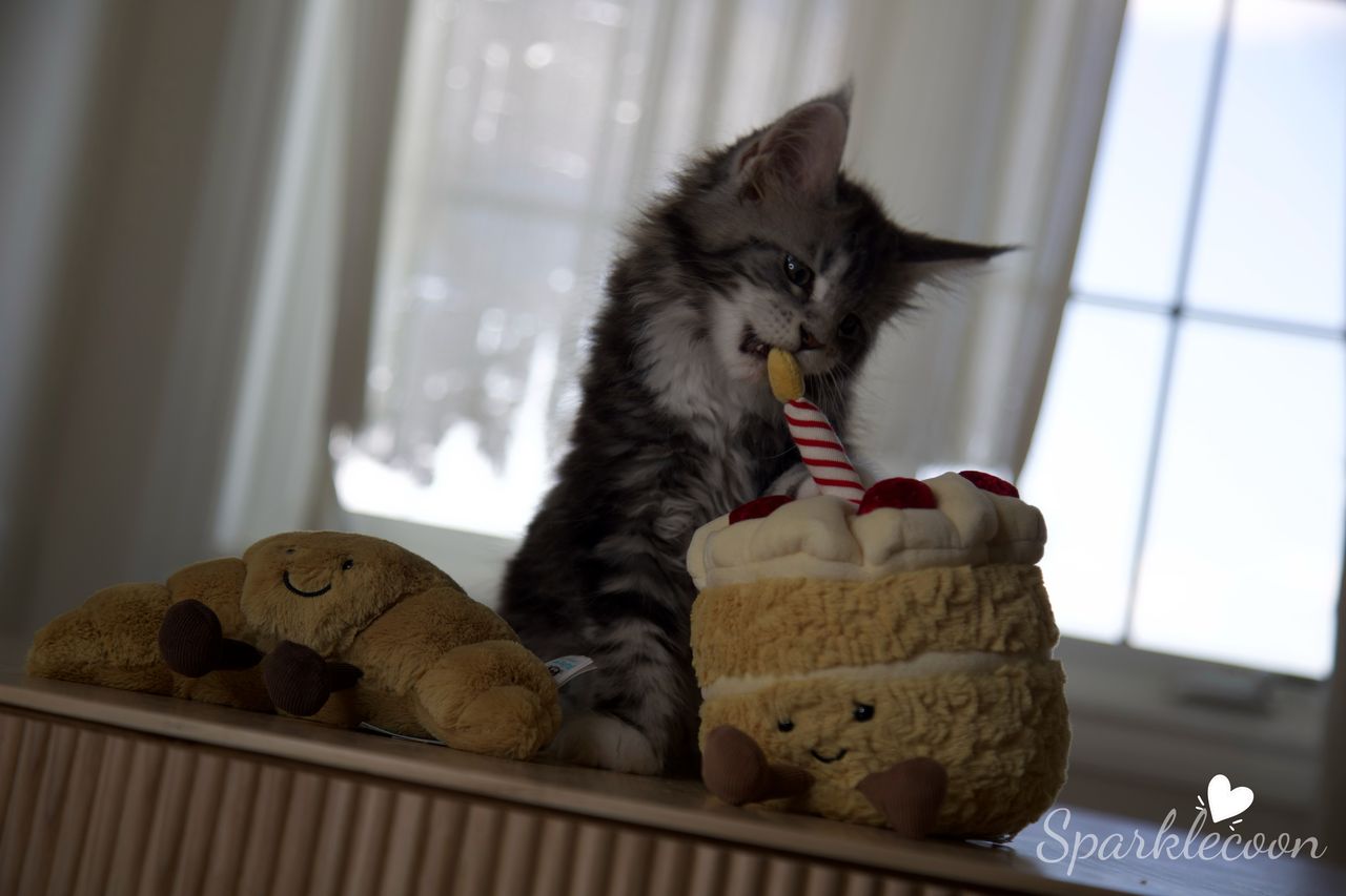 Mondale - Black Silver Classic Tabby with White - litter truffle 2025 07 03 sixth born 12 — Maine Coon