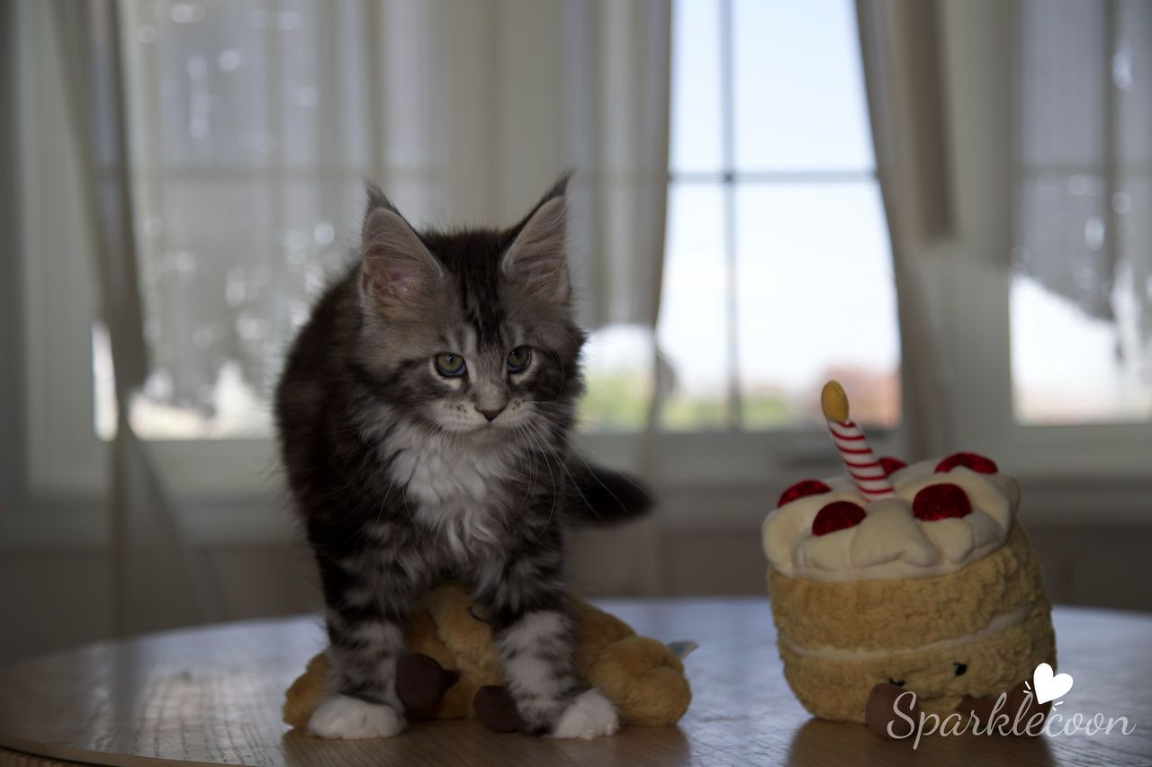 Mondale - Black Silver Classic Tabby with White - litter truffle 2025 07 03 sixth born 13 — Maine Coon