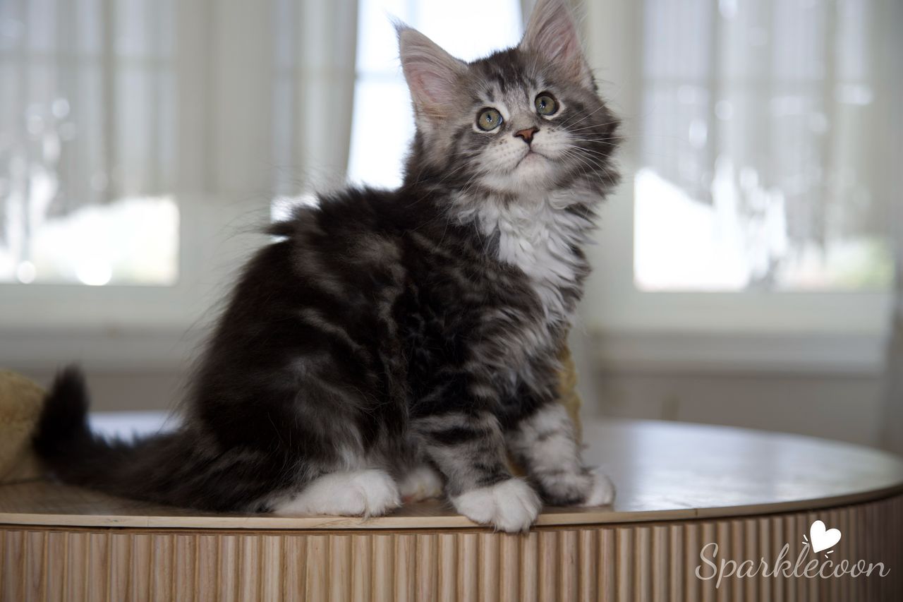Mondale - Black Silver Classic Tabby with White - litter truffle 2025 07 03 sixth born 14 — Maine Coon