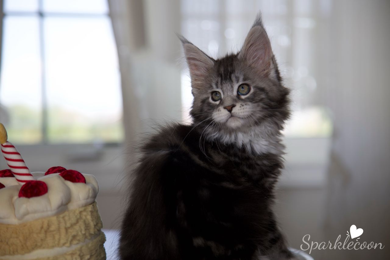 Mondale - Black Silver Classic Tabby with White - litter truffle 2025 07 03 sixth born 15 — Maine Coon