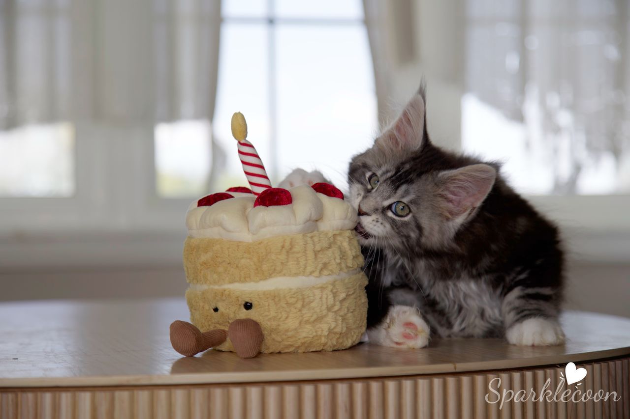 Mondale - Black Silver Classic Tabby with White - litter truffle 2025 07 03 sixth born 16 — Maine Coon
