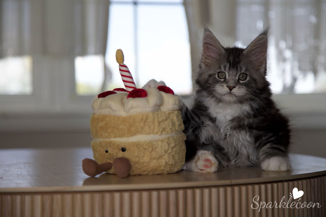 Mondale - Black Silver Classic Tabby with White - litter truffle 2025 07 03 sixth born 17 — Maine Coon