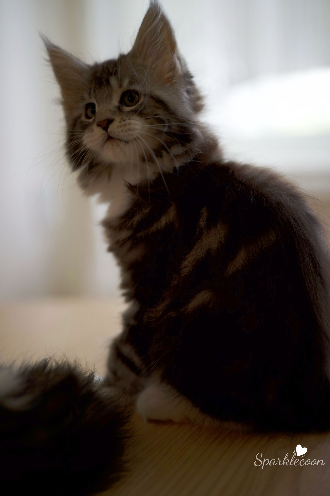 Mondale - Black Silver Classic Tabby with White - litter truffle 2025 07 03 sixth born 2 — Maine Coon