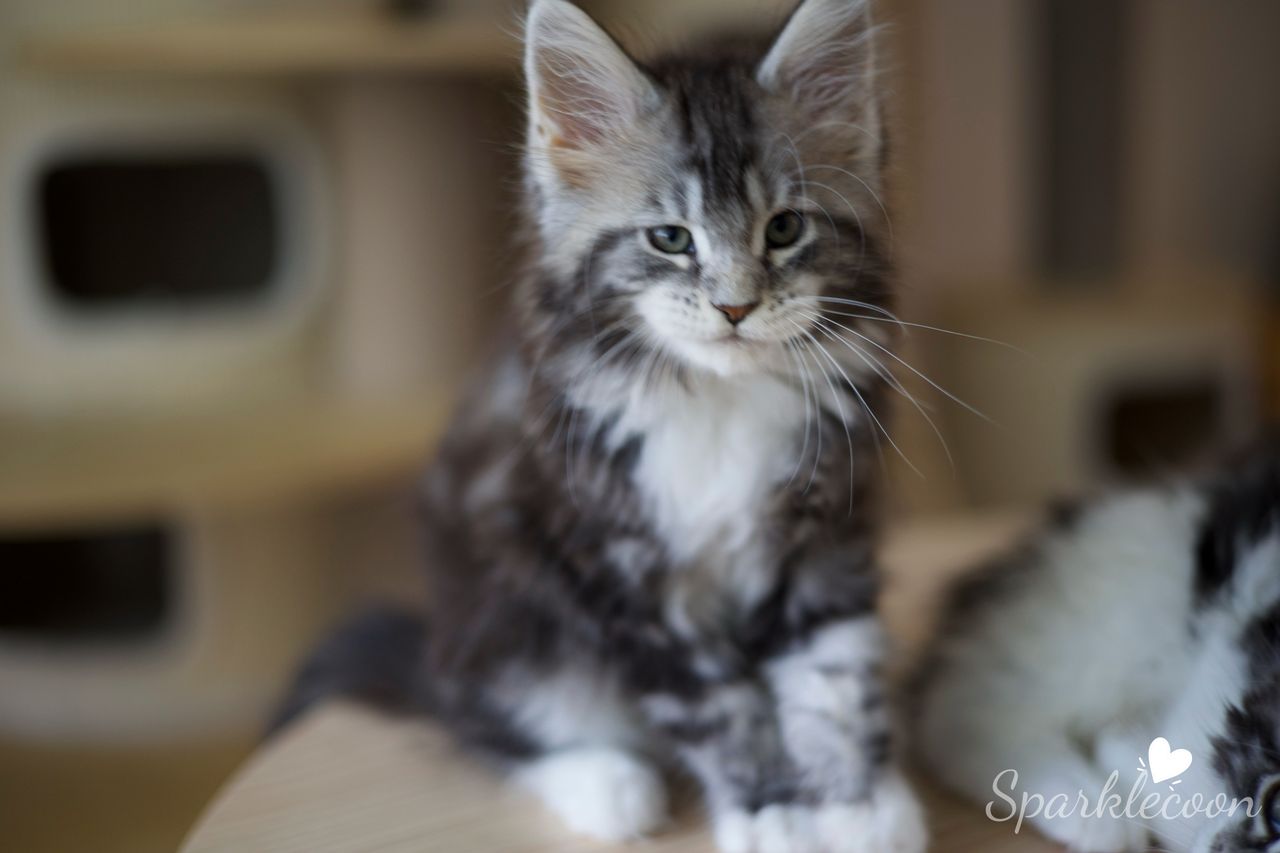 Mondale - Black Silver Classic Tabby with White - litter truffle 2025 07 03 sixth born 3 — Maine Coon