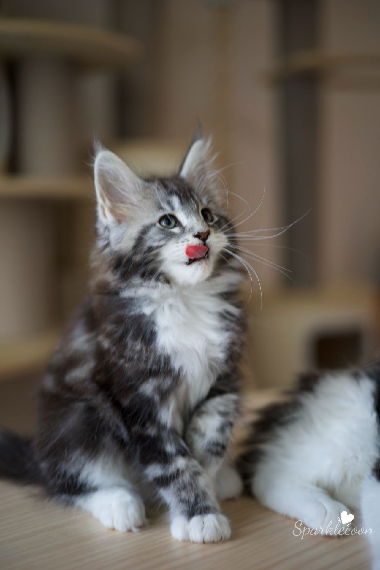 Mondale - Black Silver Classic Tabby with White - litter truffle 2025 07 03 sixth born 4 — Maine Coon