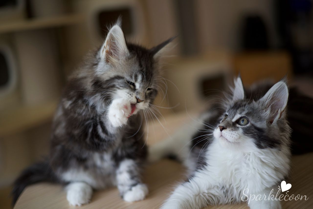 Mondale - Black Silver Classic Tabby with White - litter truffle 2025 07 03 sixth born 5 — Maine Coon