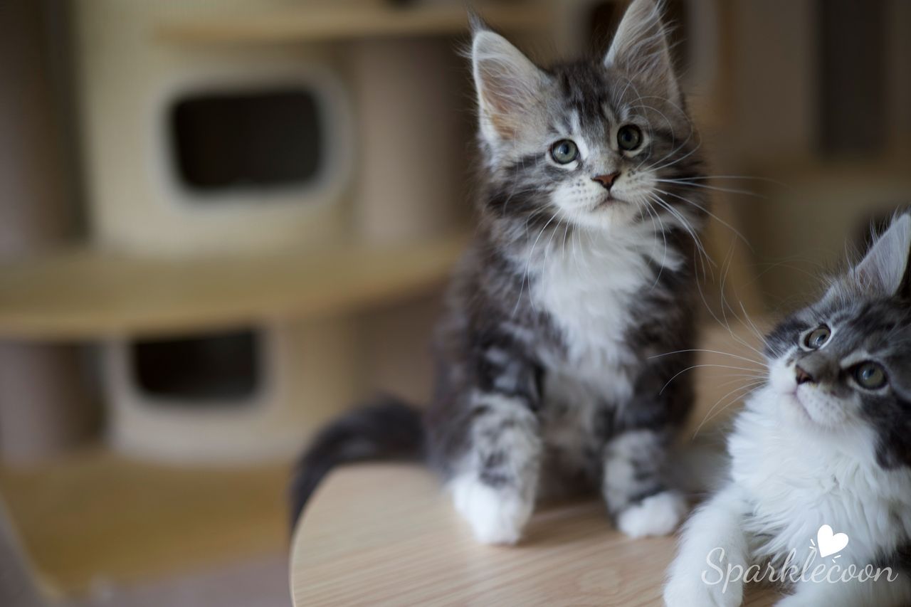 Mondale - Black Silver Classic Tabby with White - litter truffle 2025 07 03 sixth born 6 — Maine Coon