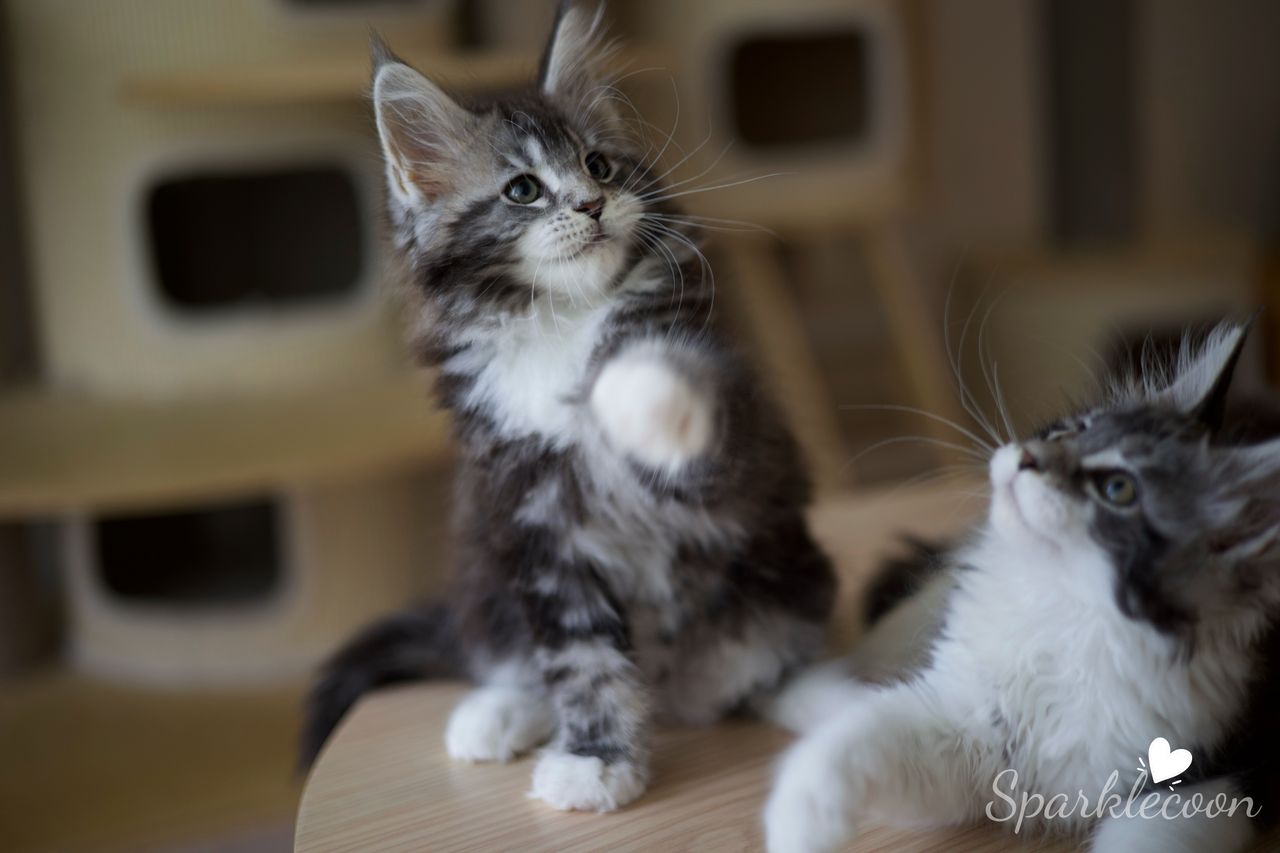 Mondale - Black Silver Classic Tabby with White - litter truffle 2025 07 03 sixth born 7 — Maine Coon