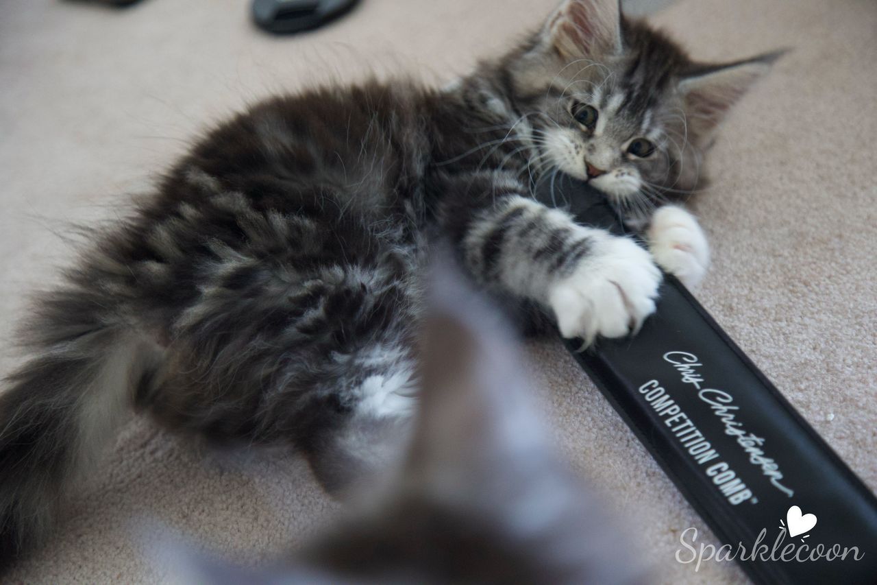 Mondale - Black Silver Classic Tabby with White - litter truffle 2025 07 03 sixth born 9 — Maine Coon