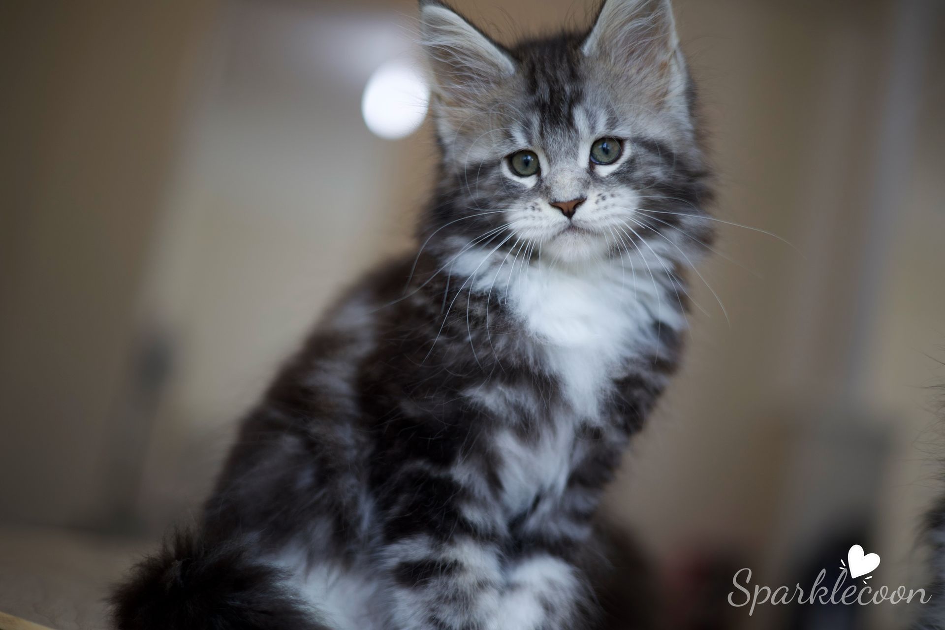 Mondale - Maine Coon Kitten