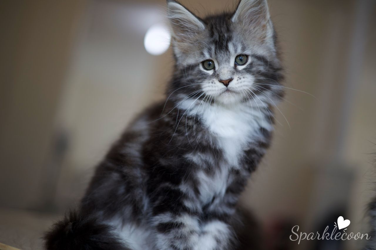 Mondale - Black Silver Classic Tabby with White - litter truffle 2025 07 03 sixth born cover image — Maine Coon