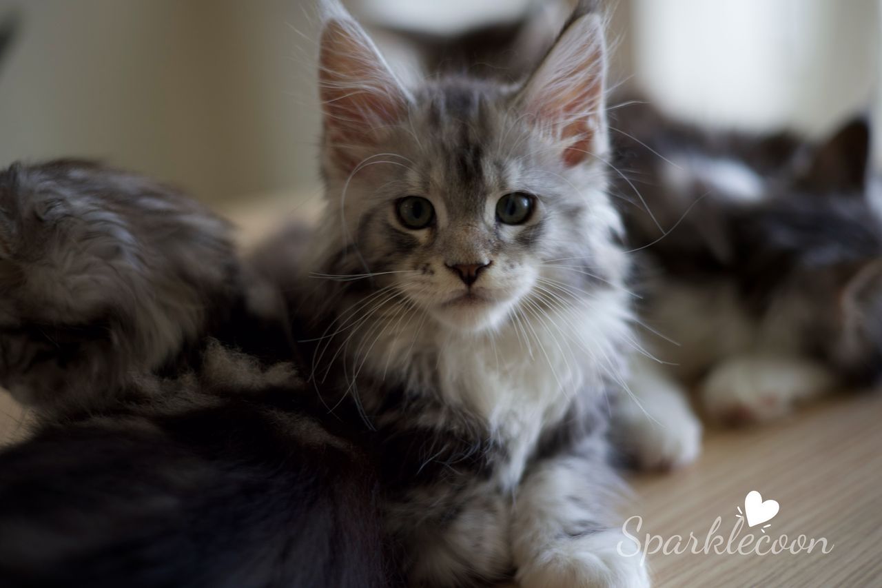 Hotch - Black Silver Classic Tabby with White - litter truffle 2025 07 03 third born 1 — Maine Coon
