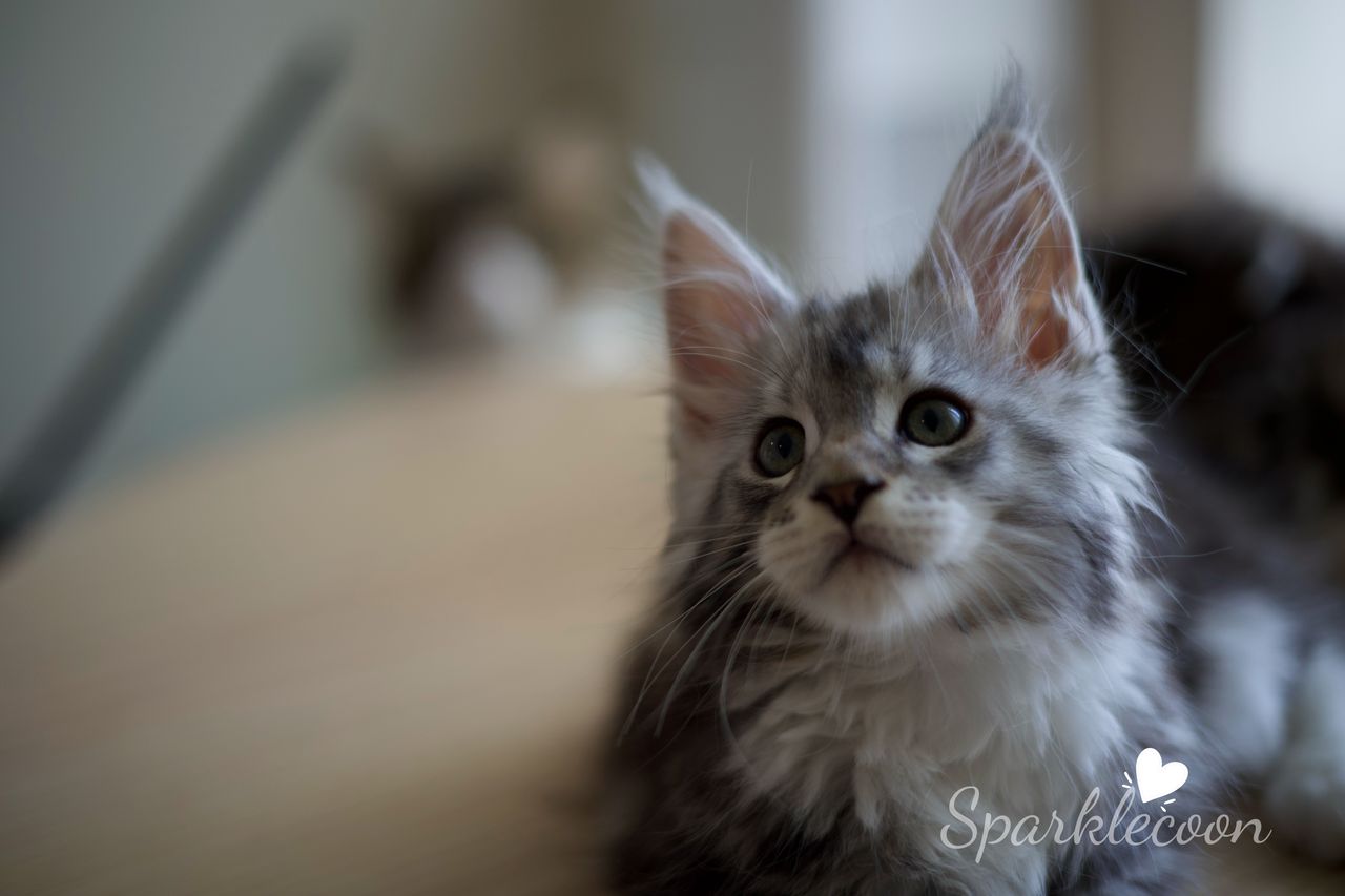 Hotch - Black Silver Classic Tabby with White - litter truffle 2025 07 03 third born 10 — Maine Coon