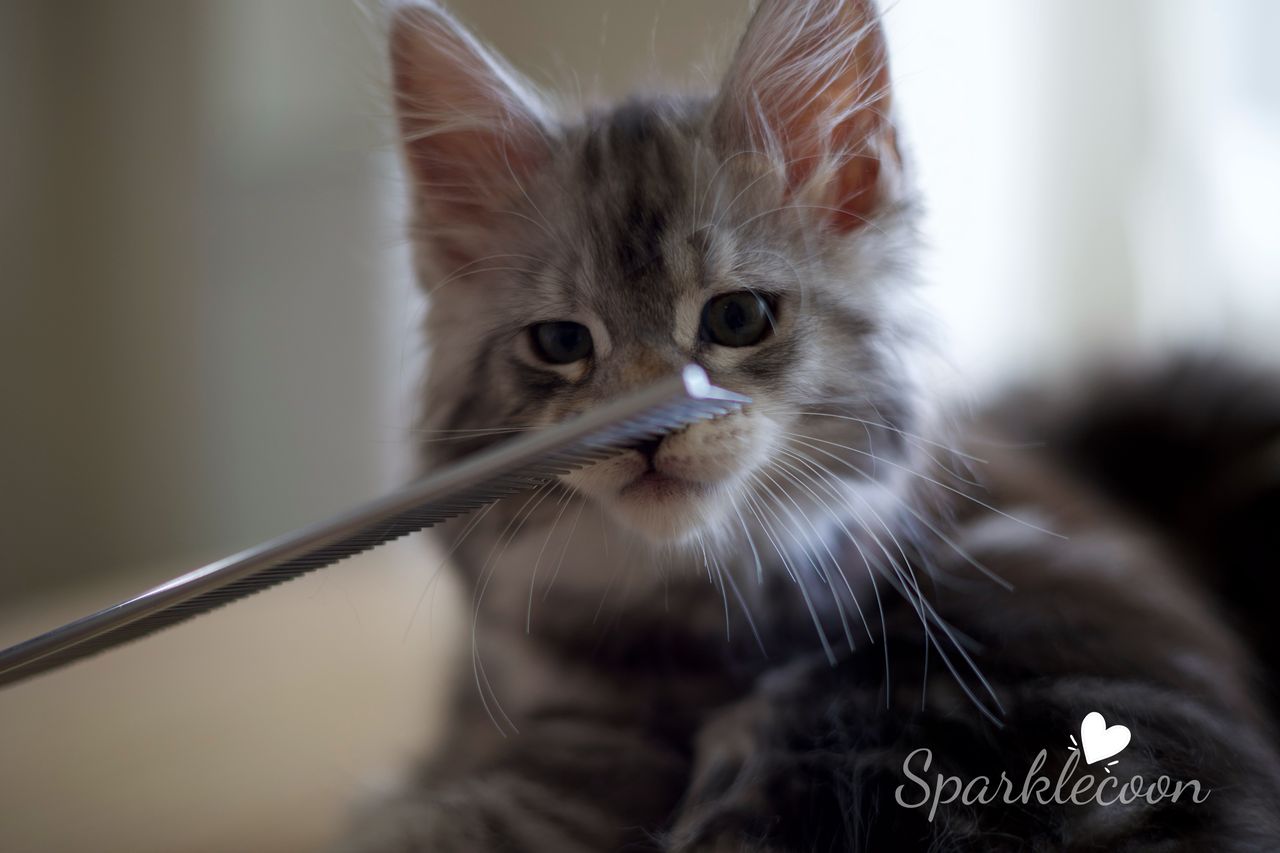 Hotch - Black Silver Classic Tabby with White - litter truffle 2025 07 03 third born 11 — Maine Coon