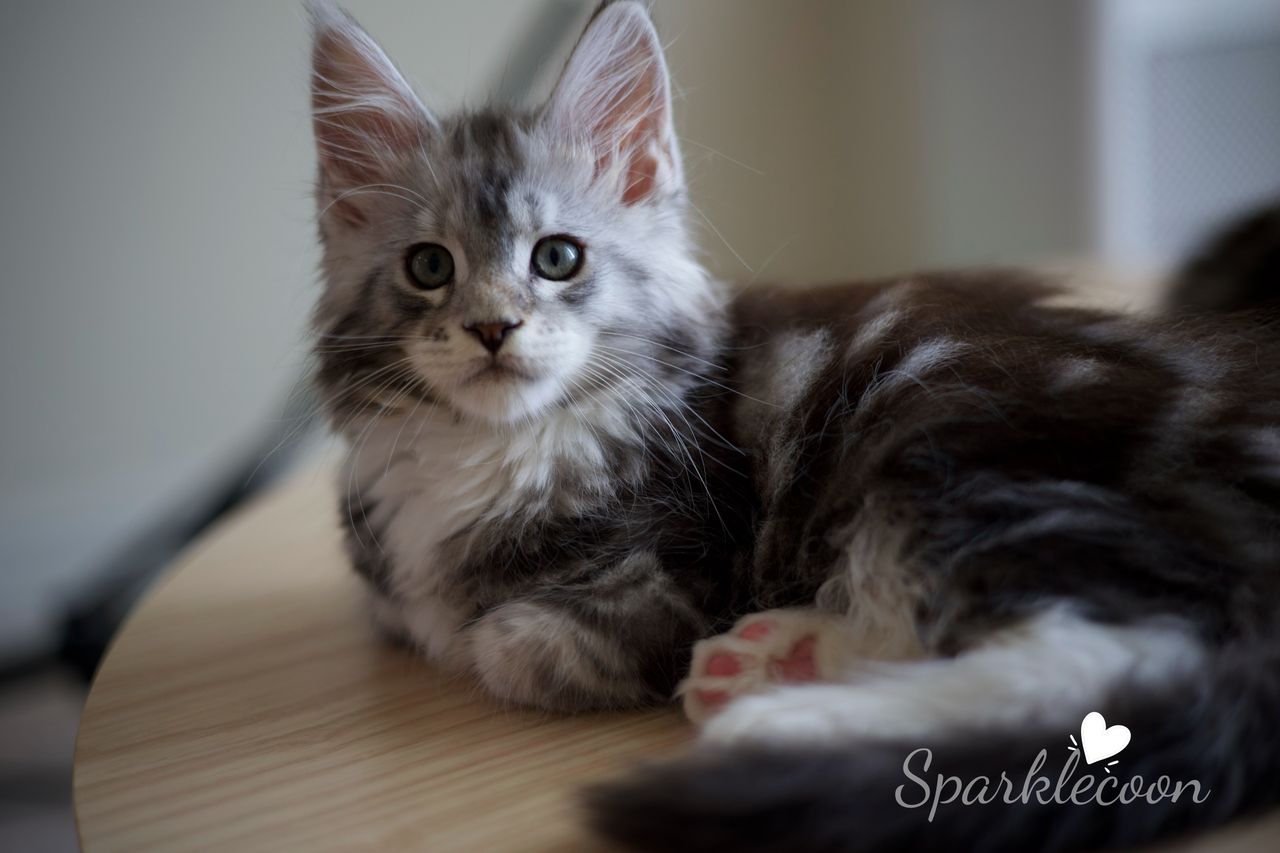 Hotch - Black Silver Classic Tabby with White - litter truffle 2025 07 03 third born 12 — Maine Coon
