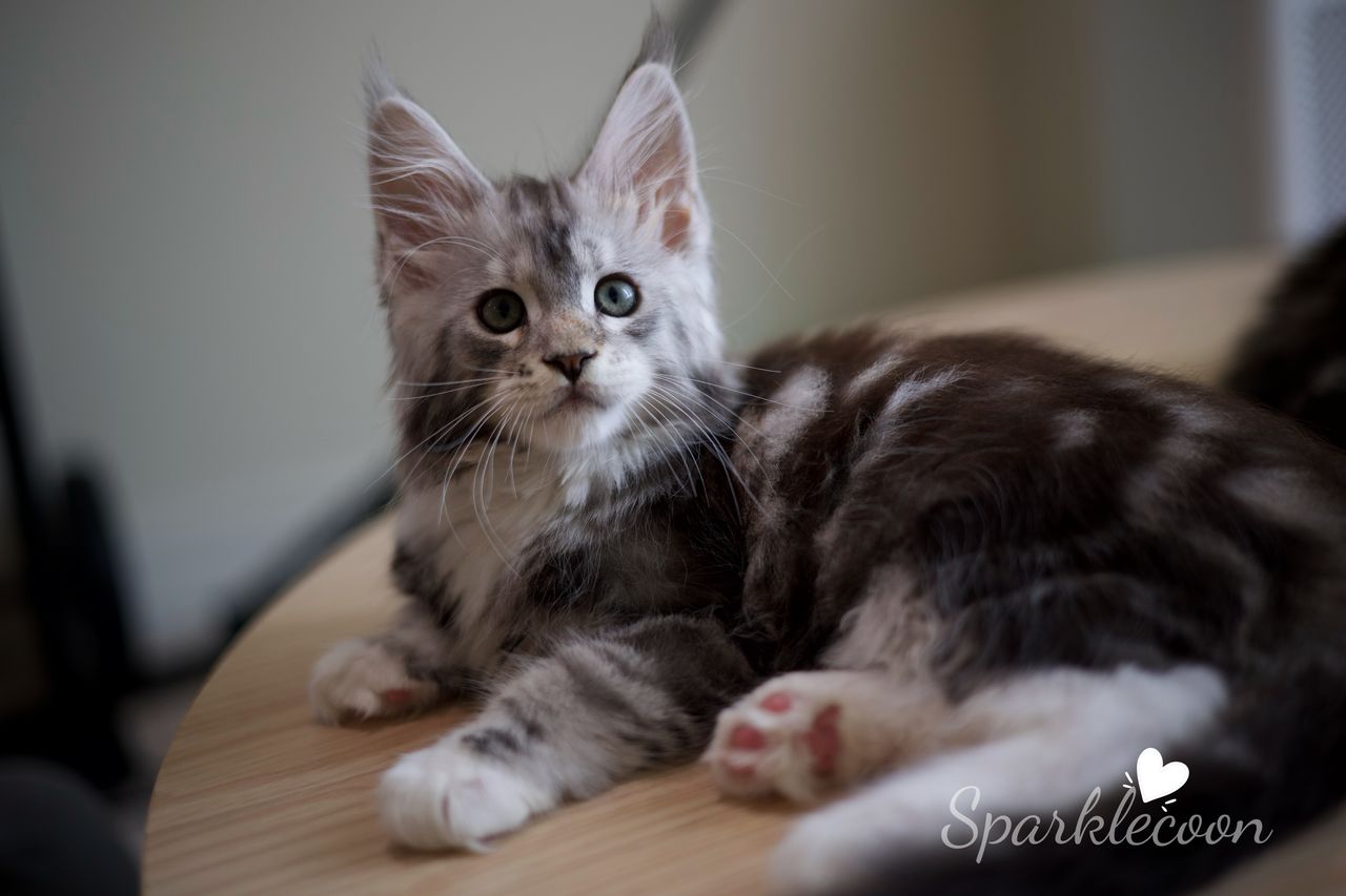 Hotch - Black Silver Classic Tabby with White - litter truffle 2025 07 03 third born 13 — Maine Coon
