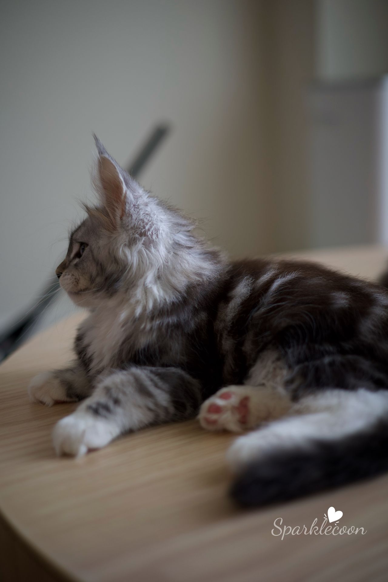 Hotch - Black Silver Classic Tabby with White - litter truffle 2025 07 03 third born 14 — Maine Coon