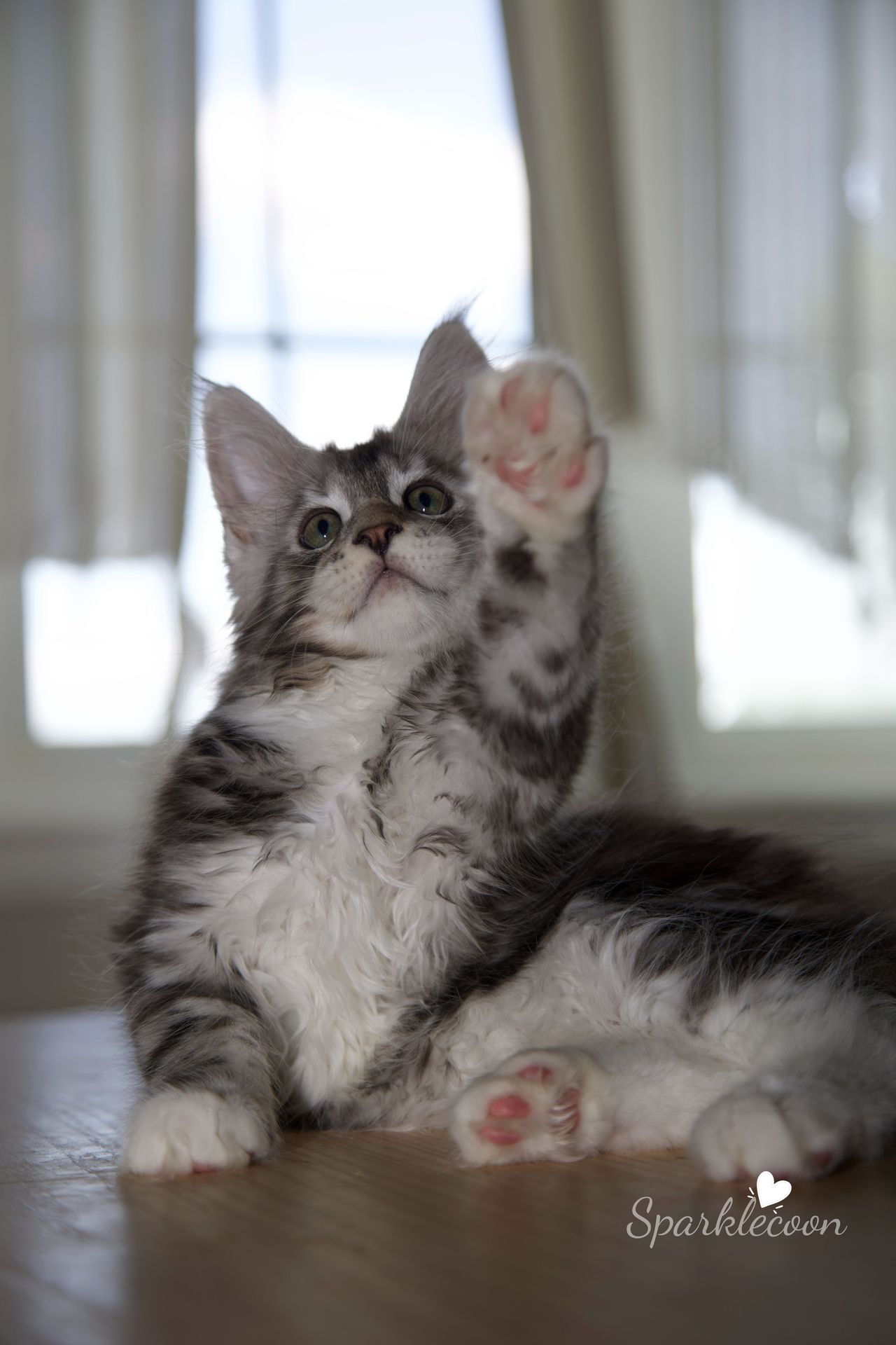 Hotch - Black Silver Classic Tabby with White - litter truffle 2025 07 03 third born 15 — Maine Coon