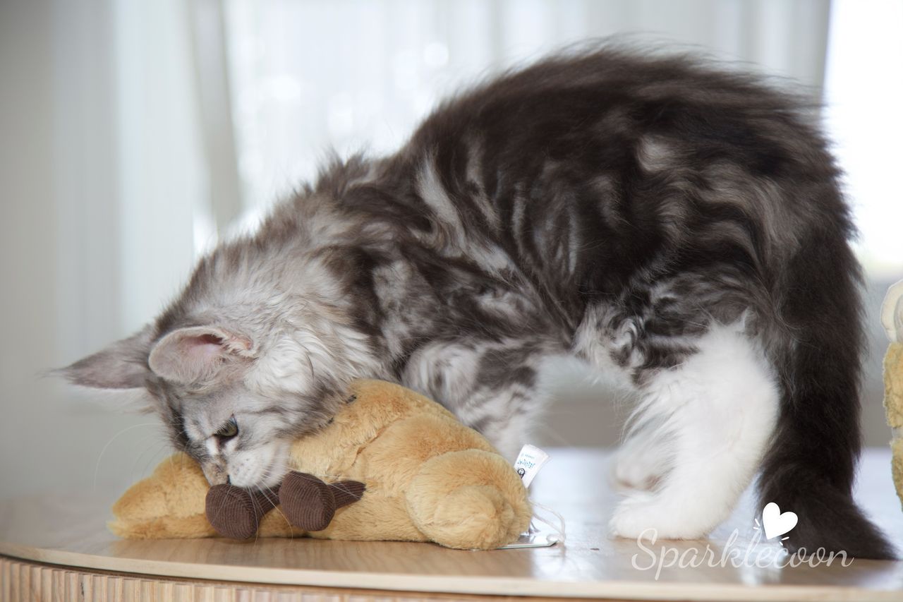 Hotch - Black Silver Classic Tabby with White - litter truffle 2025 07 03 third born 16 — Maine Coon