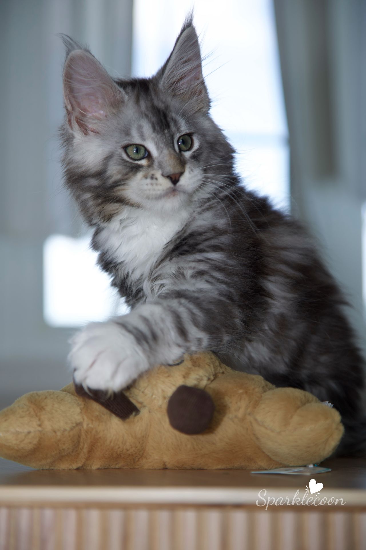 Hotch - Black Silver Classic Tabby with White - litter truffle 2025 07 03 third born 17 — Maine Coon
