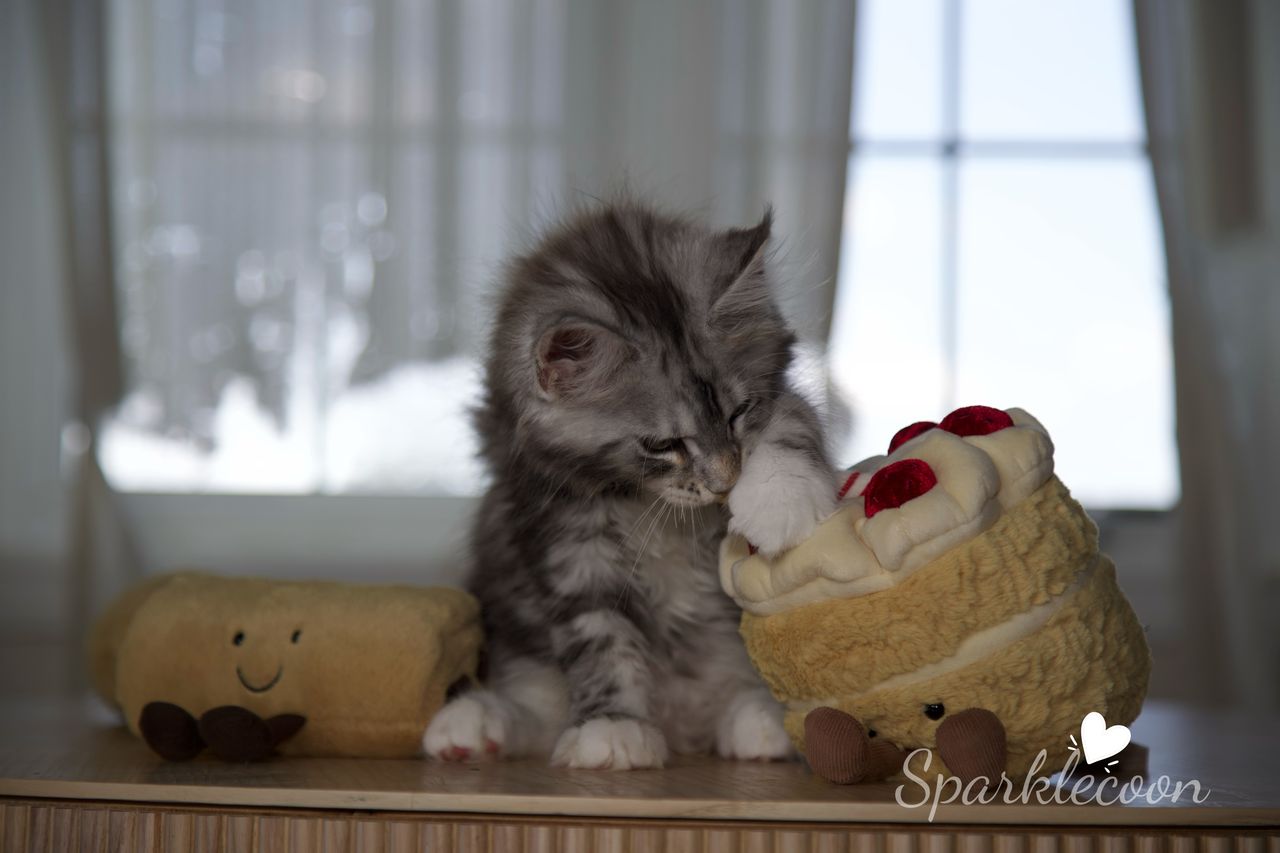 Hotch - Black Silver Classic Tabby with White - litter truffle 2025 07 03 third born 18 — Maine Coon
