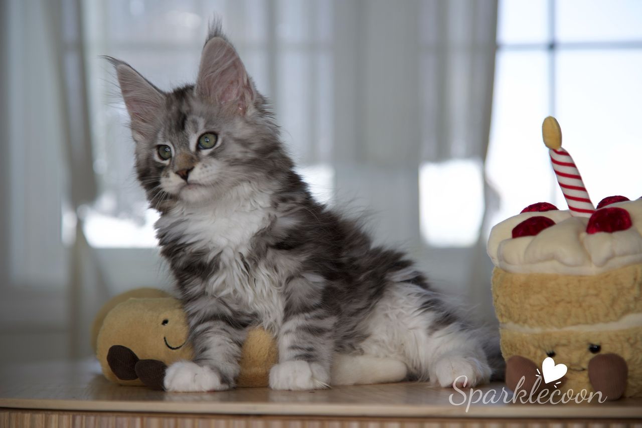 Hotch - Black Silver Classic Tabby with White - litter truffle 2025 07 03 third born 19 — Maine Coon