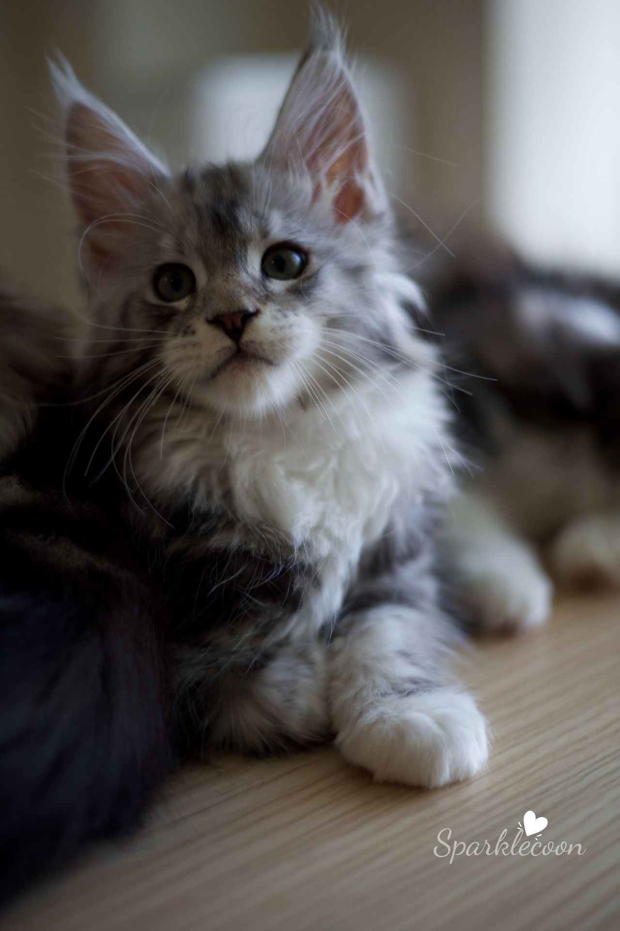 Hotch - Black Silver Classic Tabby with White - litter truffle 2025 07 03 third born 2 — Maine Coon