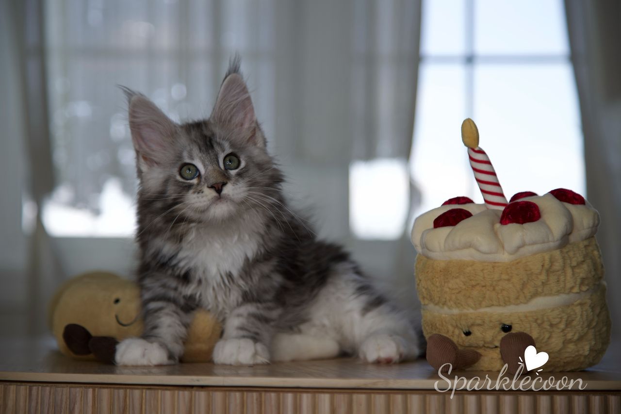 Hotch - Black Silver Classic Tabby with White - litter truffle 2025 07 03 third born 20 — Maine Coon