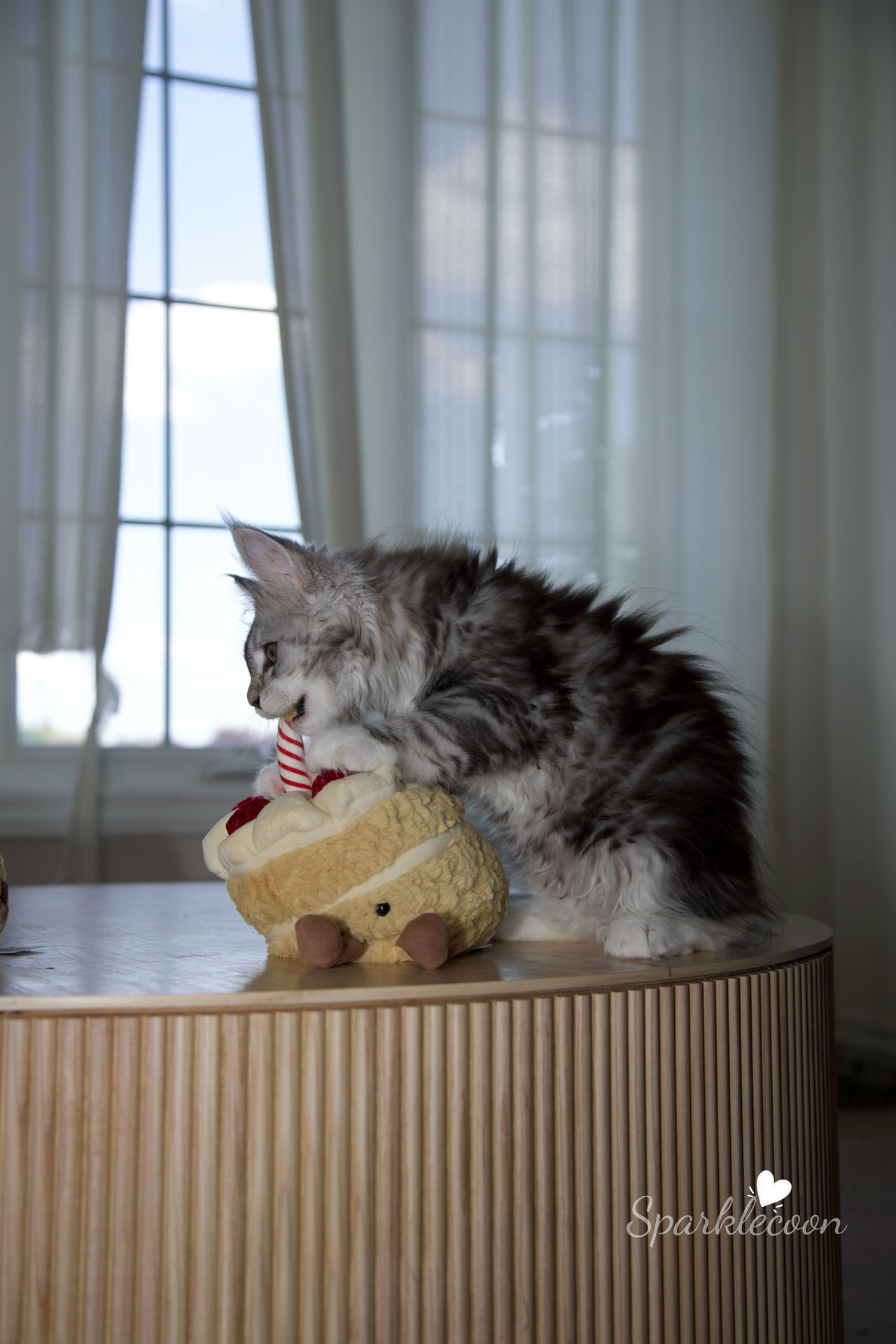 Hotch - Black Silver Classic Tabby with White - litter truffle 2025 07 03 third born 21 — Maine Coon