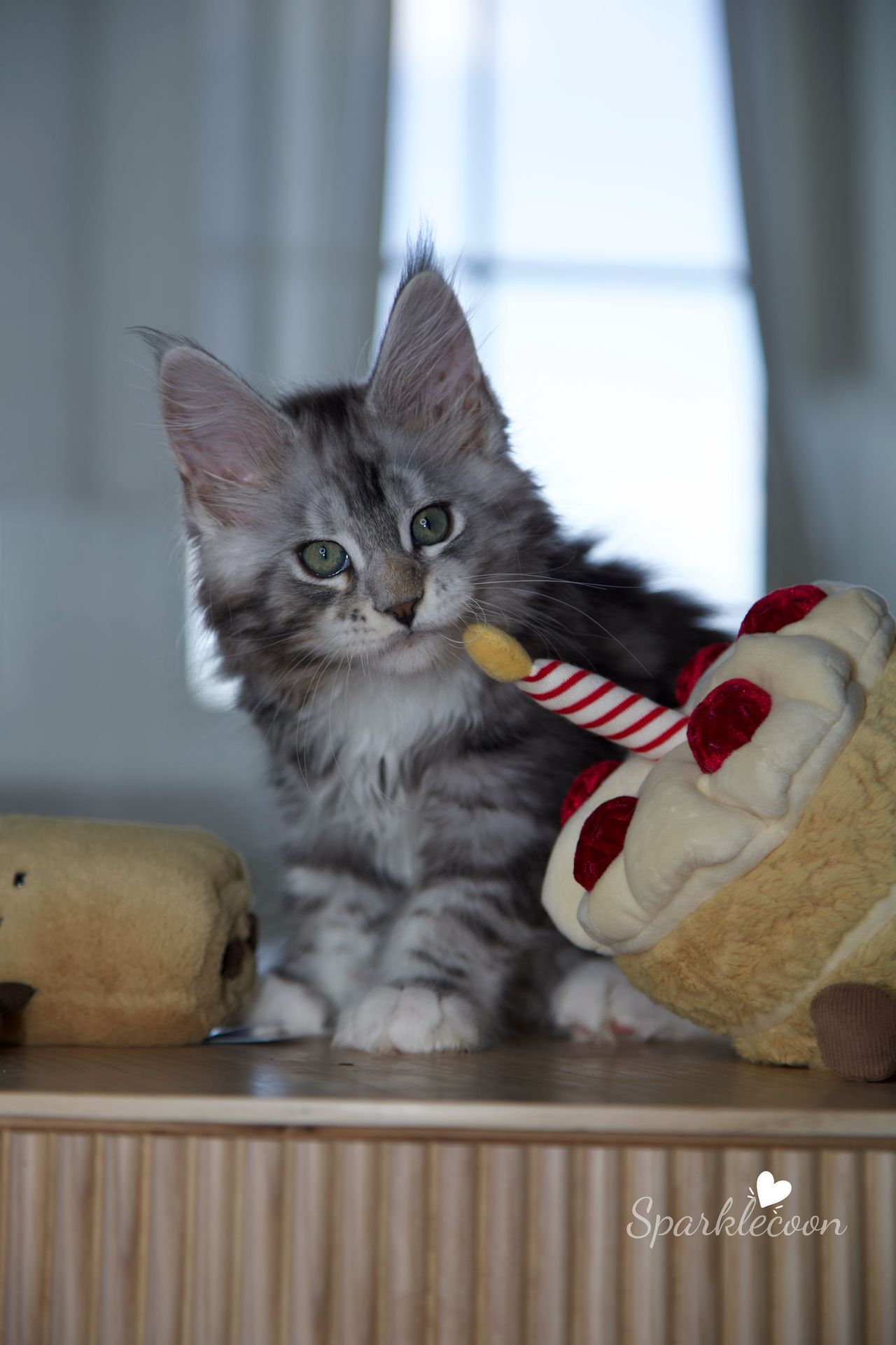 Hotch - Black Silver Classic Tabby with White - litter truffle 2025 07 03 third born 22 — Maine Coon