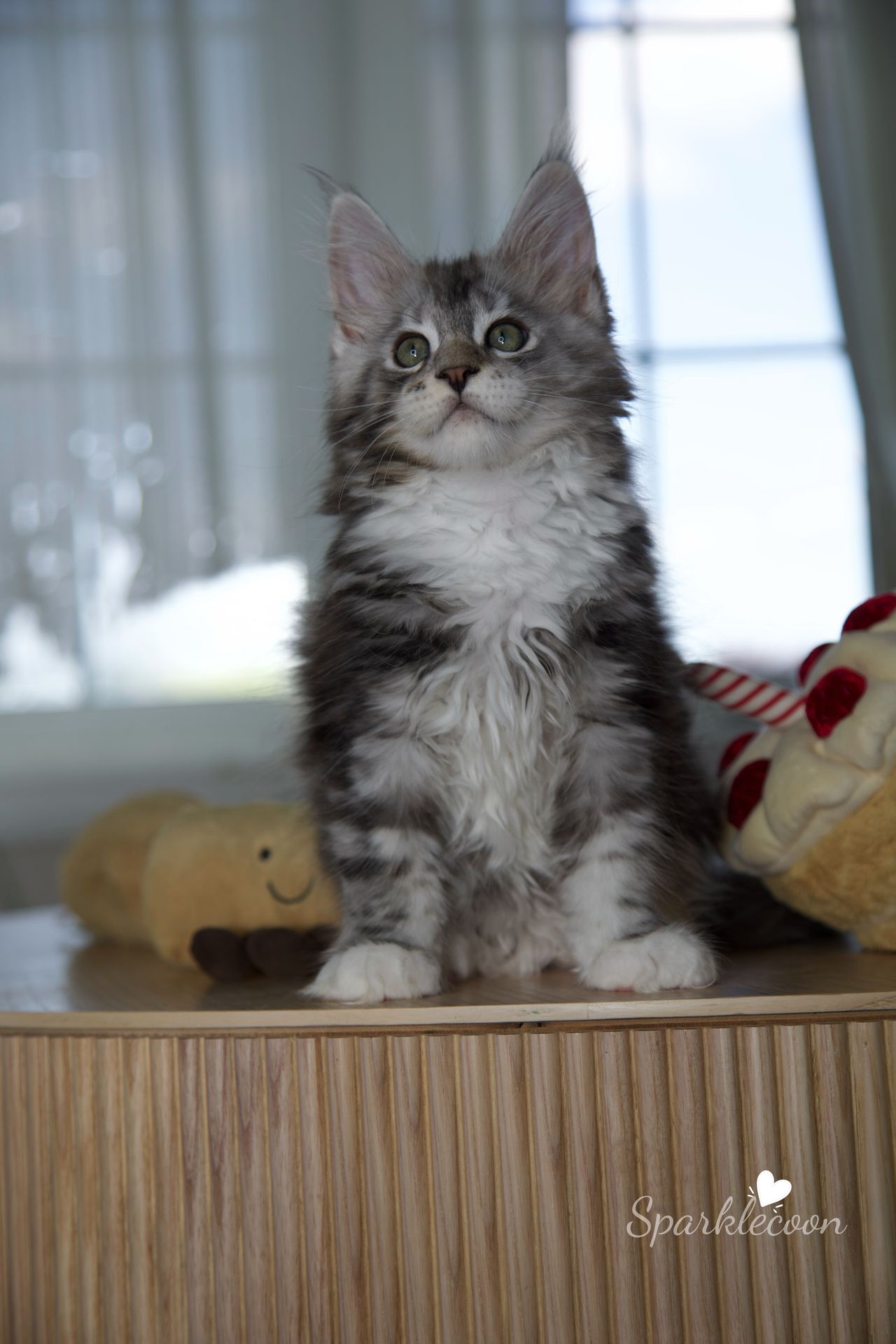 Hotch - Black Silver Classic Tabby with White - litter truffle 2025 07 03 third born 23 — Maine Coon