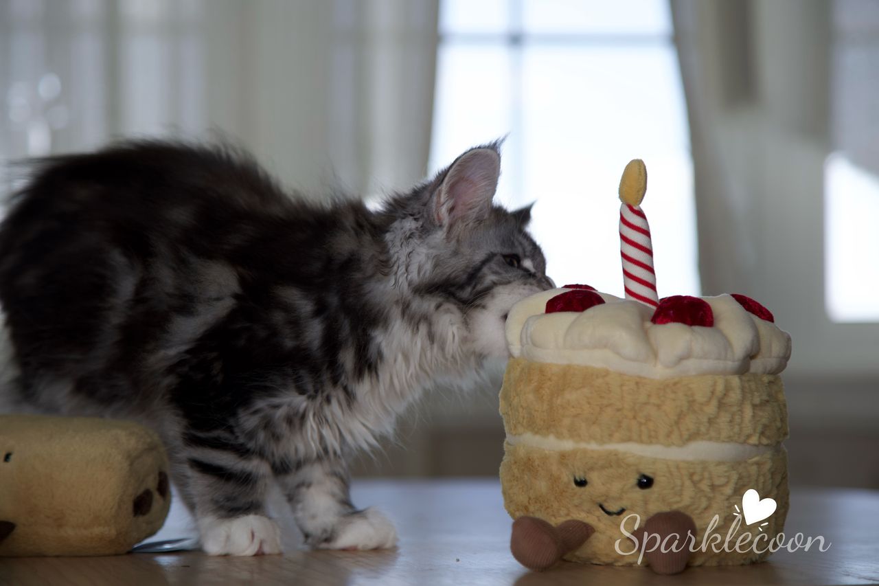 Hotch - Black Silver Classic Tabby with White - litter truffle 2025 07 03 third born 24 — Maine Coon